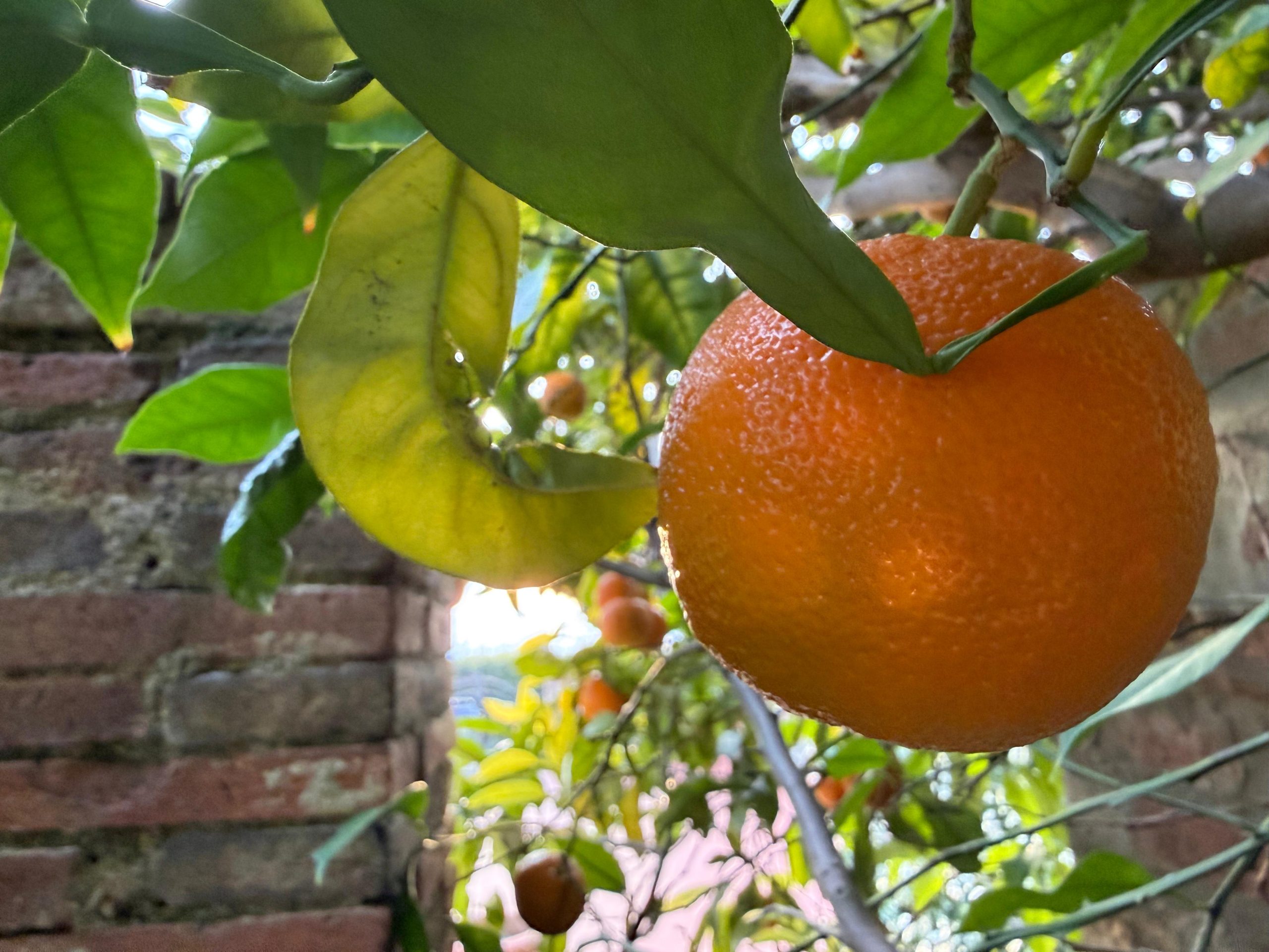 ZAGARA LIQUORE AGRUMI NATALE