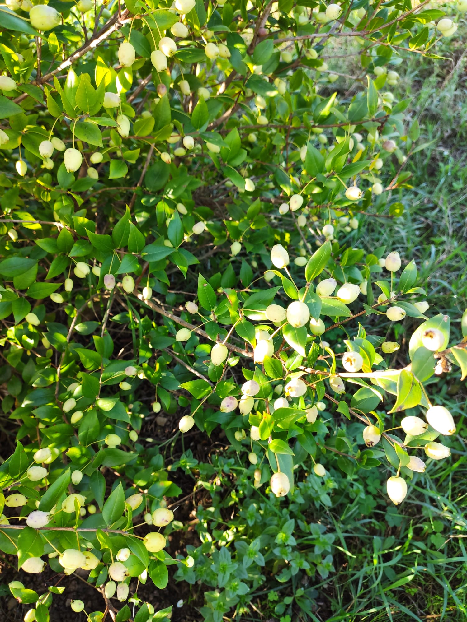 Mirto bianco Canigiana Firenze