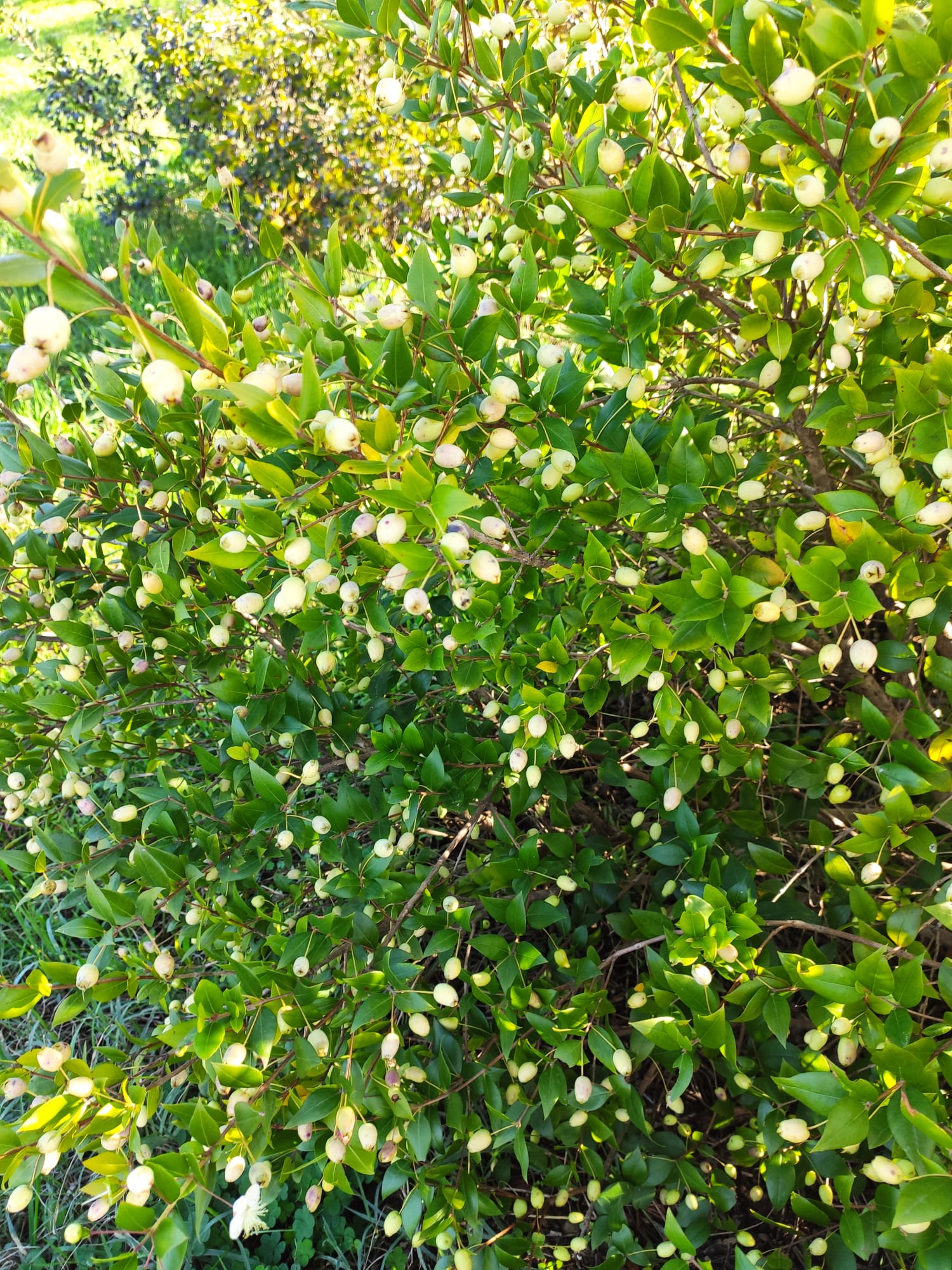 Anima bianca Liquore